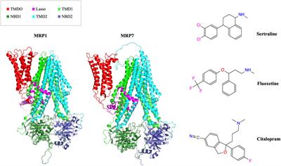 Cytotoxicity and reversal effect of sertraline, fluoxetine, and citalopram on MRP1- and MRP7-mediated MDR